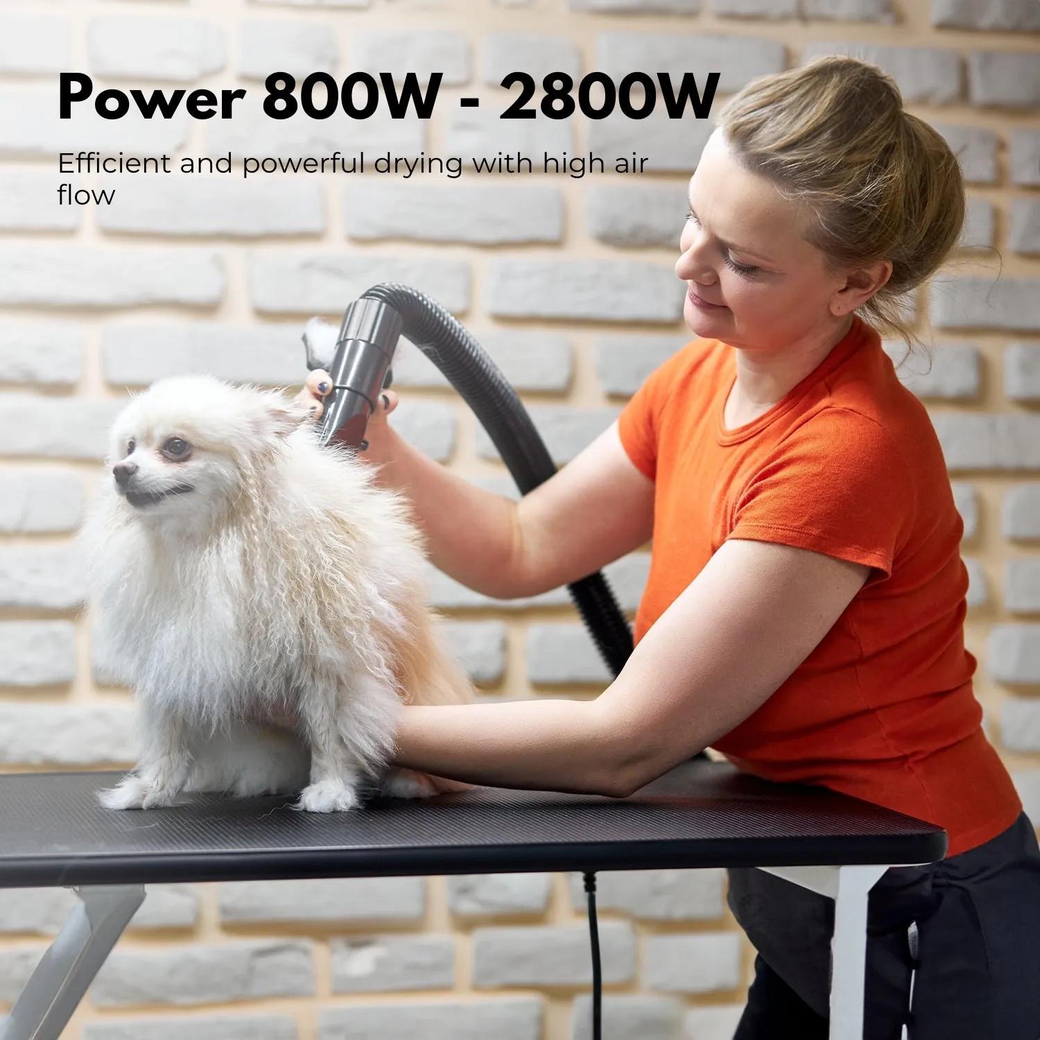 Adjustable Heat & Speed Pet Hair Dryer with Nozzle Options - Floofi