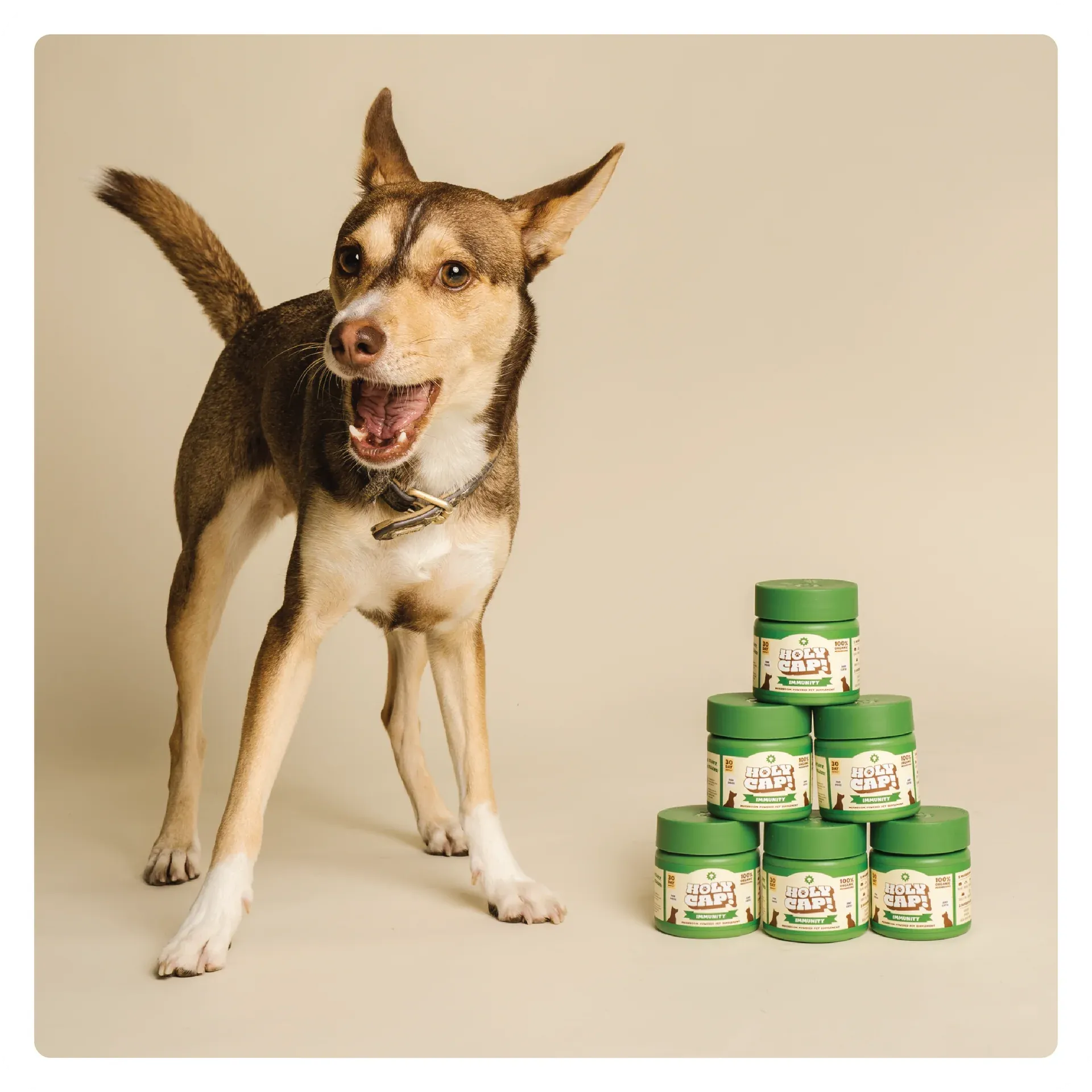 Holy Cap Medicinal Mushroom Supplement for Dogs (Skin & Coat)